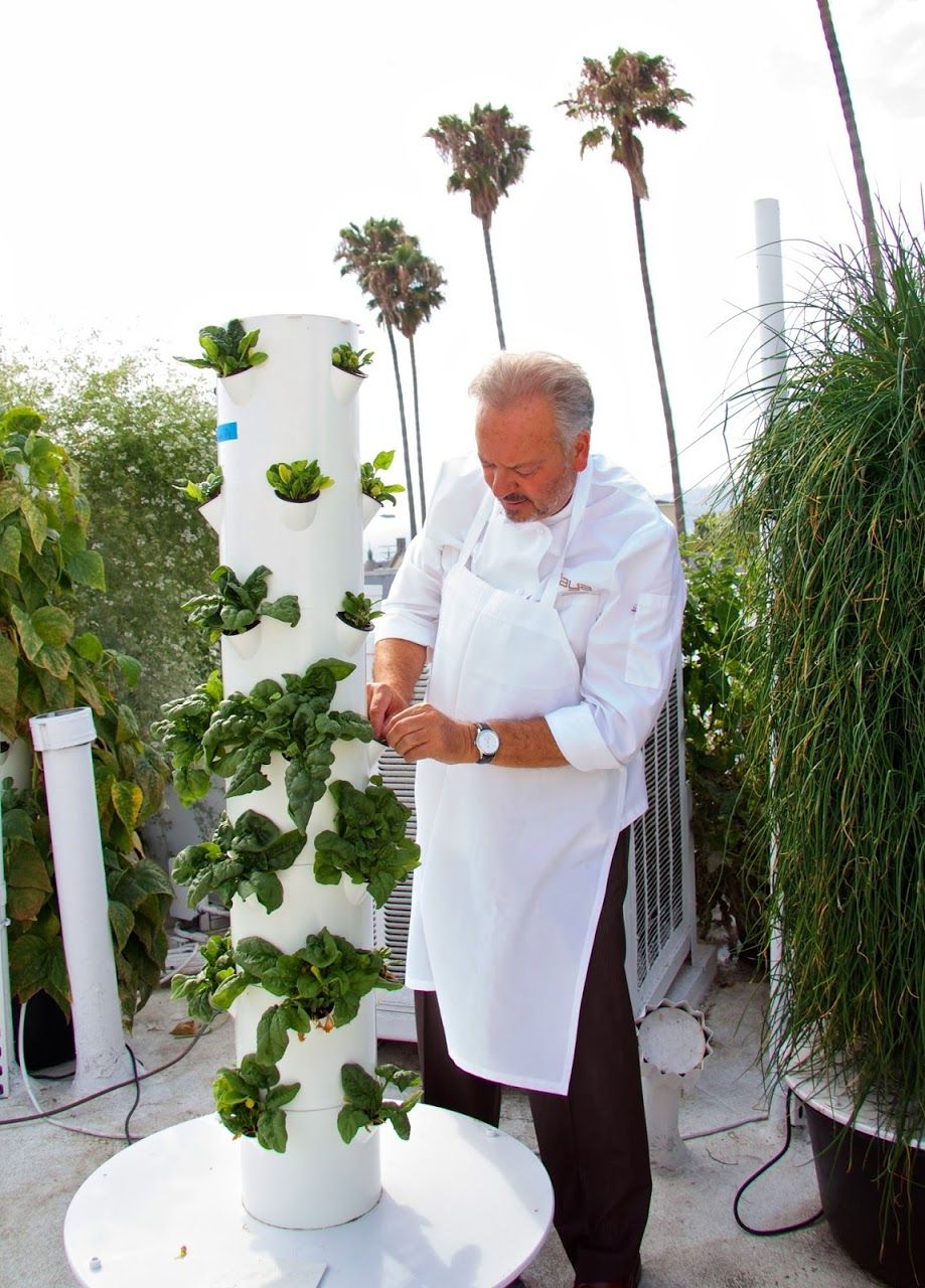 Chefs gather herbs and salad leaves to serve from tower to table